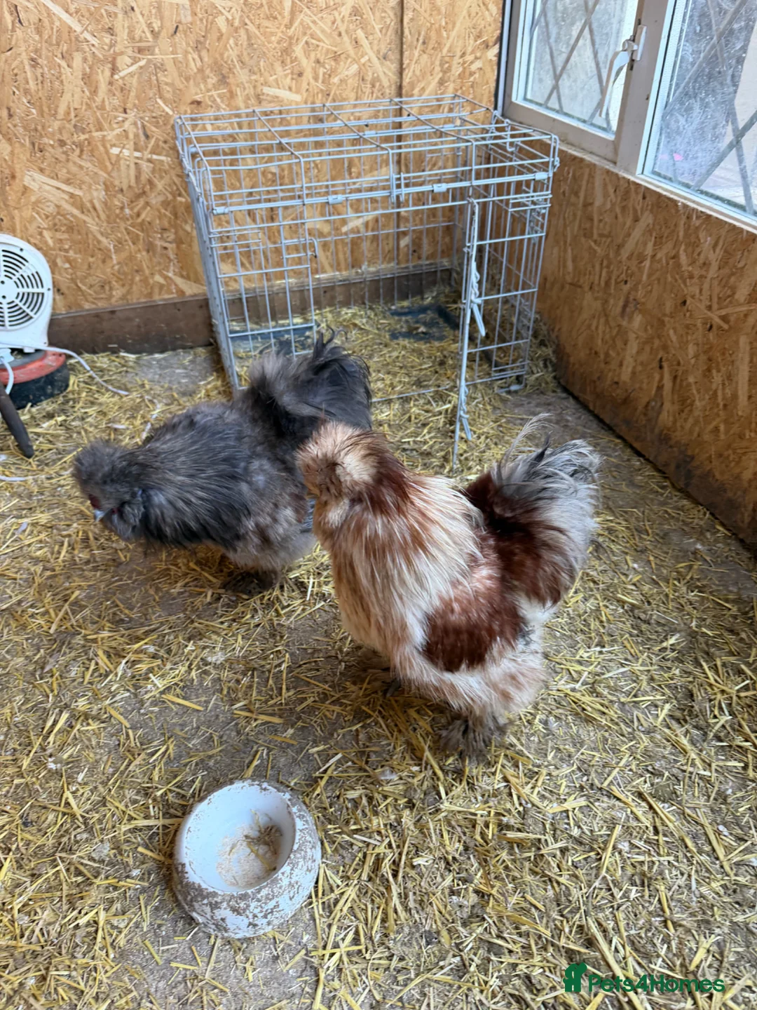 Chickens poultry for sale: USA silkies  - Advert 1
