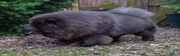 Chow Chow dogs for stud: blue chow now at stud, kc reg. proven in Wingate - Advert 3