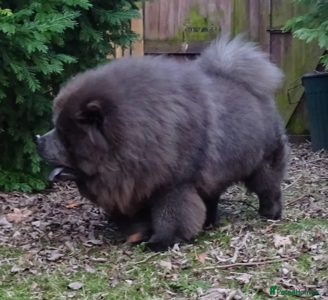 Chow Chow dogs for stud: blue chow now at stud, kc reg. proven in Wingate - Advert 3