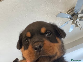 Rottweiler dogs Only two bitches remaining - Advert 7