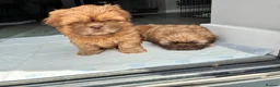 Shih Tzu dogs for sale: Beautiful Imperial Shih tzu Puppies  - Advert 4