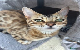 Bengal cats for sale: Multi-coloured bengal for sale (male) - Image 7