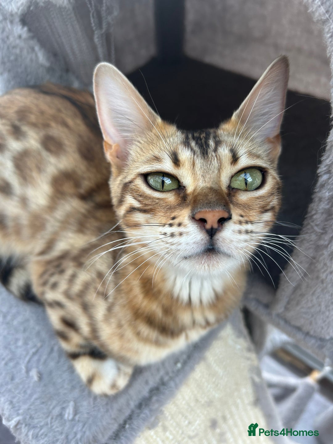 Bengal cats for sale: Multi-coloured bengal for sale (male) - Image 7