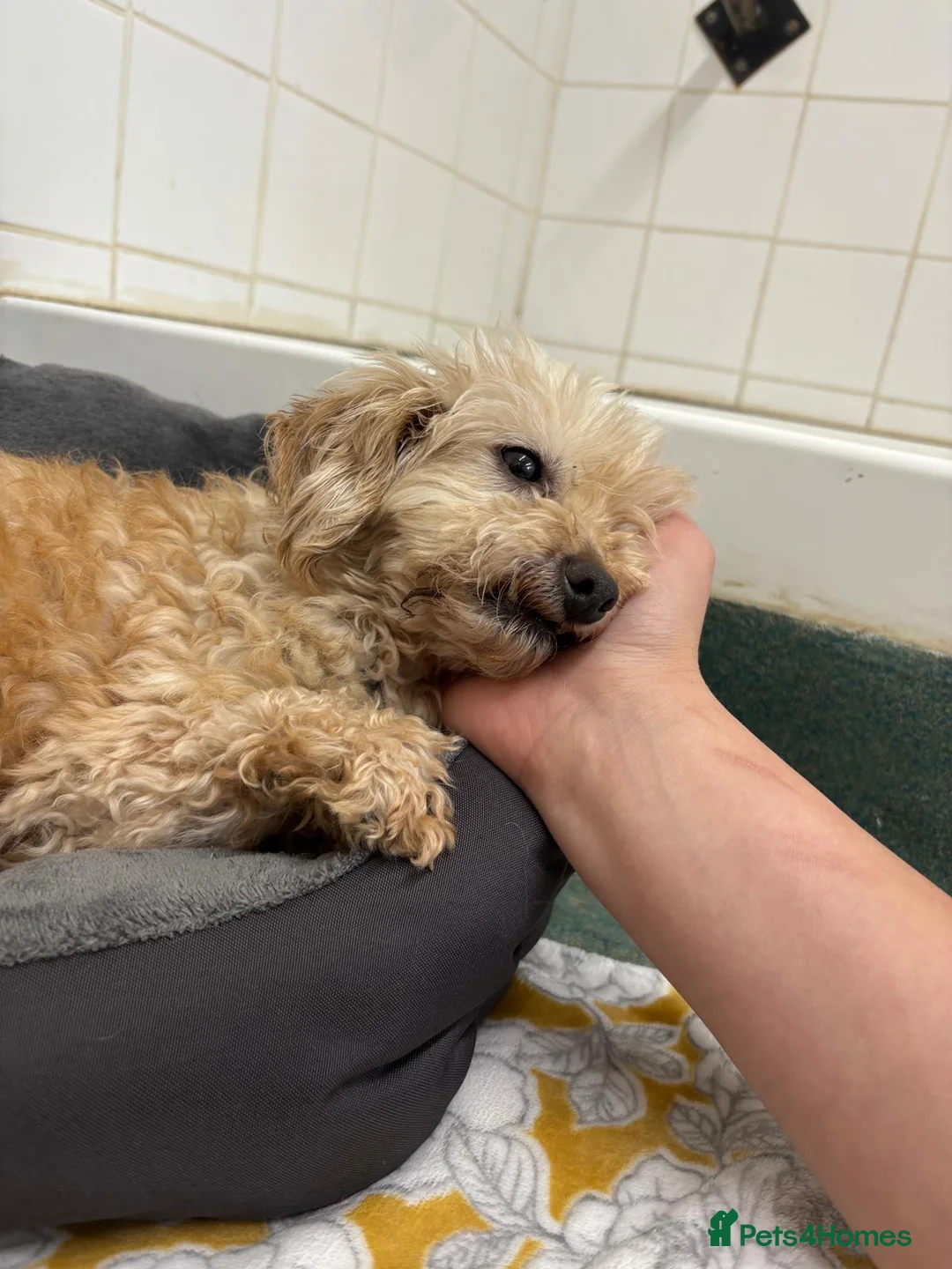 Miniature Poodle dogs for adoption: Tia   - Advert 2