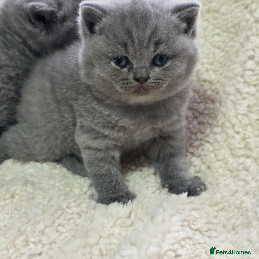 British Shorthair cats for sale: BRITISH SHORTHAIR KITTENS  - Image 25