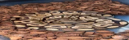 Python Snake reptiles for sale: 🐍 BALL PYTHON COLLECTION & FULL SETUP FOR SALE 🐍 - Advert 3