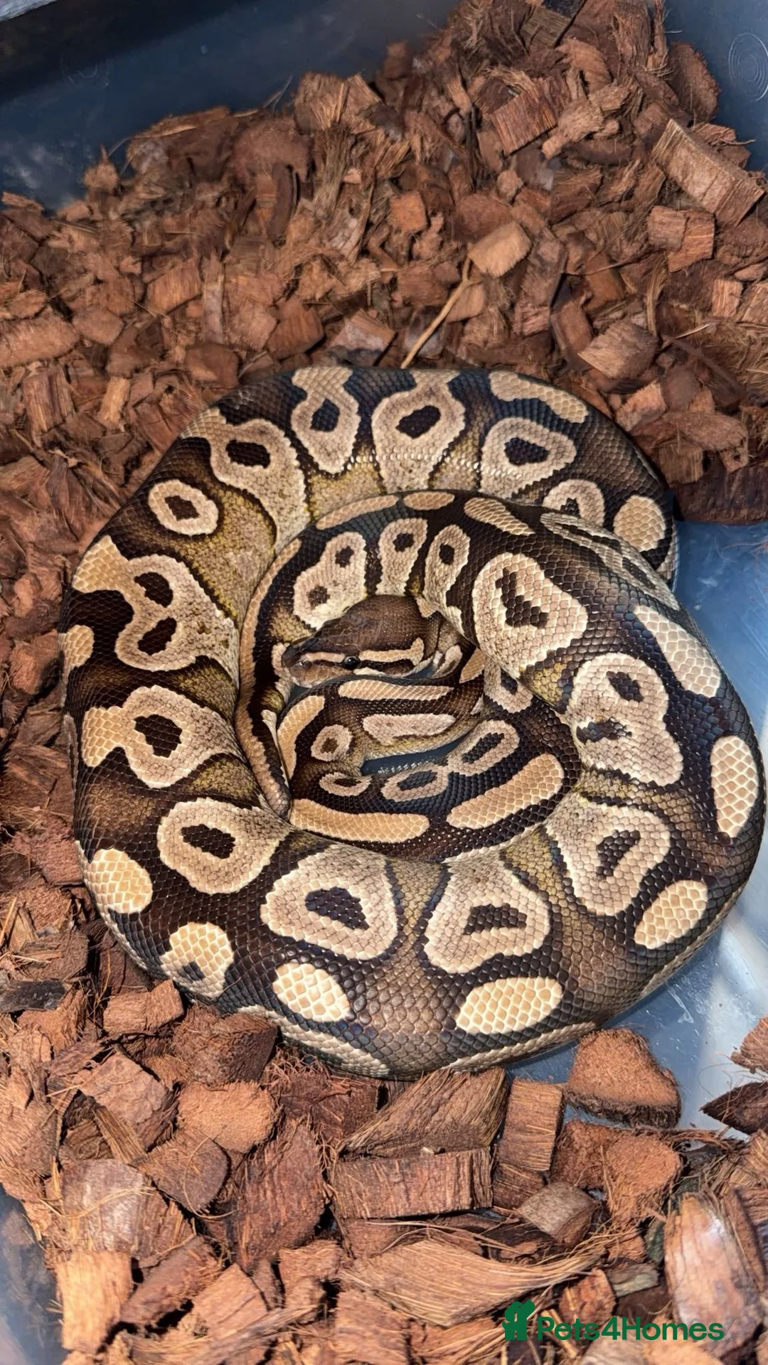 Python Snake reptiles for sale: 3 BALL PYTHTON FOR SALE&FULL SETUP🐍 - Advert 3
