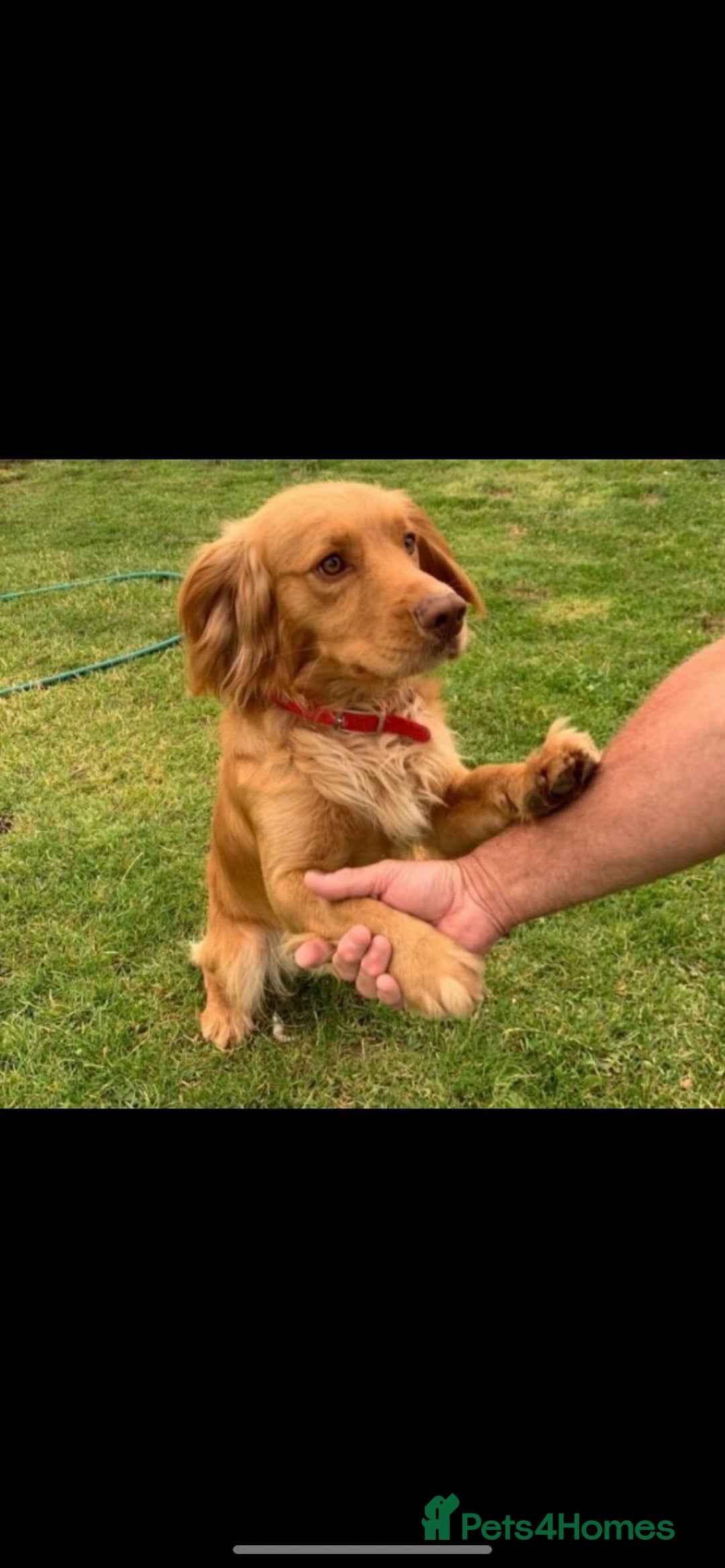 Cocker Spaniel dogs for sale: Cocker spaniel puppies  - Advert 11