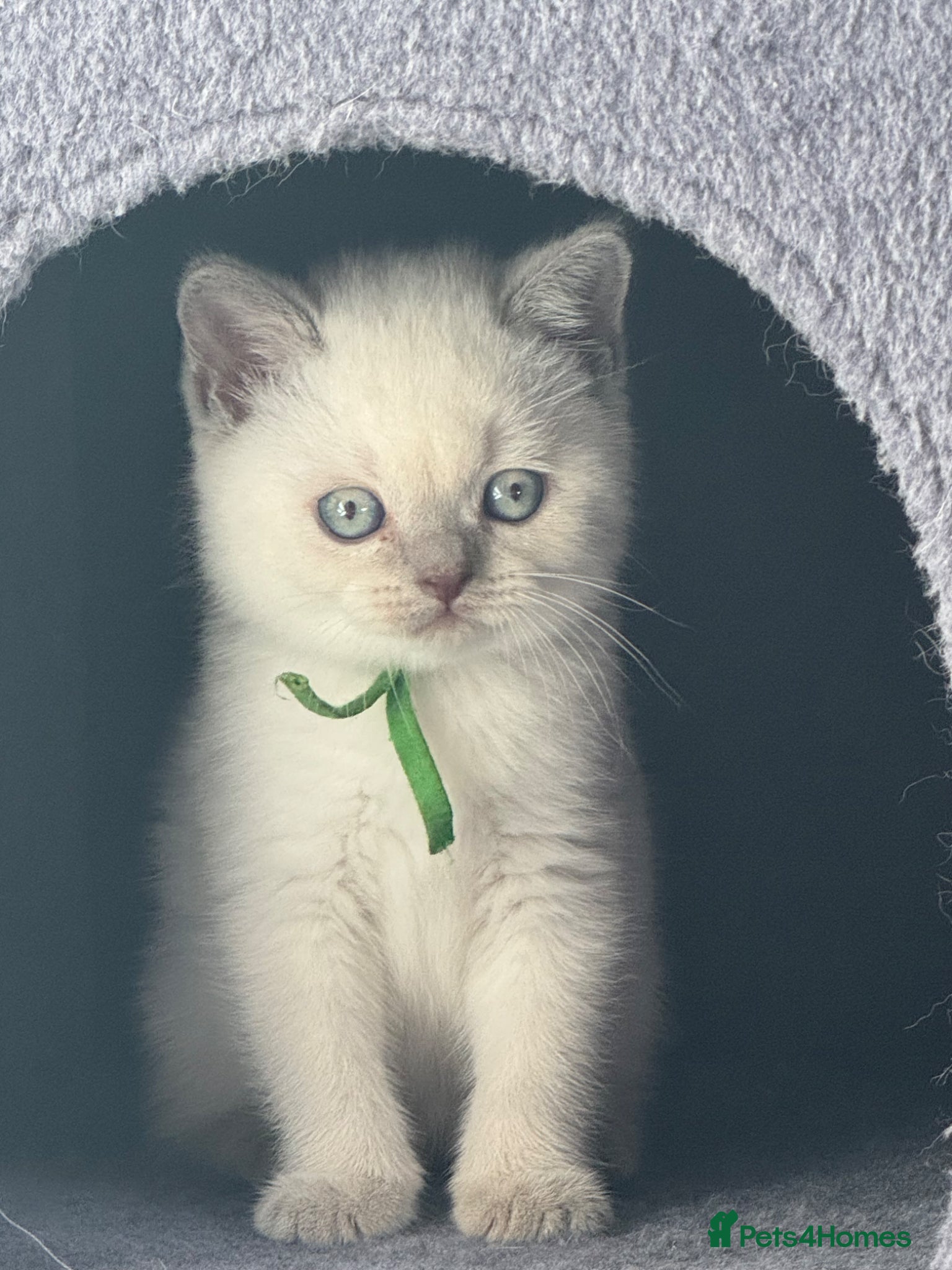 British Shorthair cats Last 2 - GCCF Reg chunky Colourpoints - Advert 1