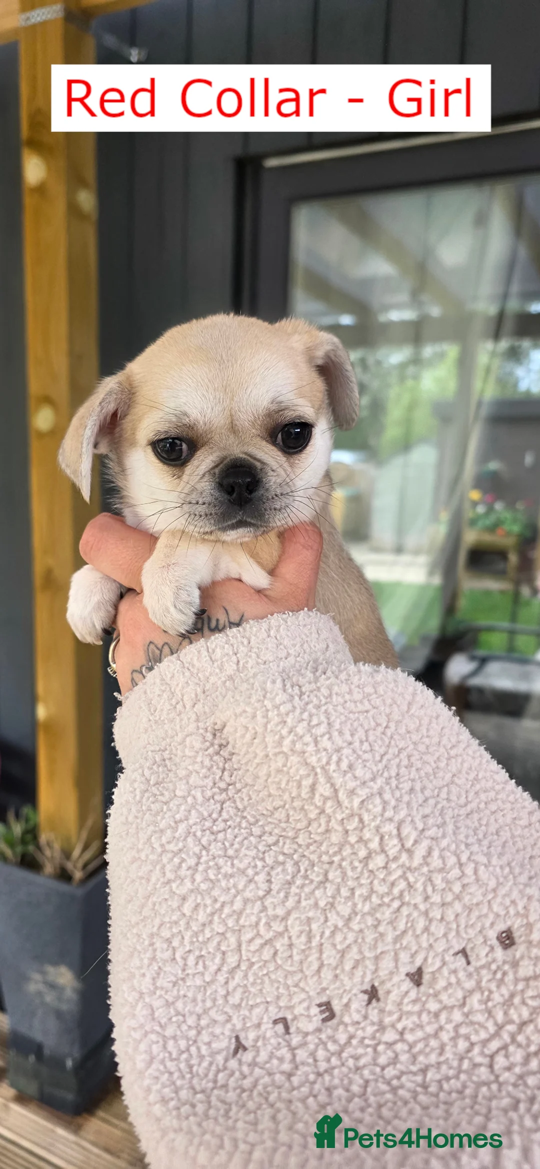 Chug dogs for sale: 5 Adorable Chug Puppies in Fordingbridge - Advert 12