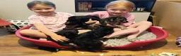 Mixed Breed dogs for sale: Beautiful terrier pups ready for their new home  in Sutton-in-Ashfield - Advert 24