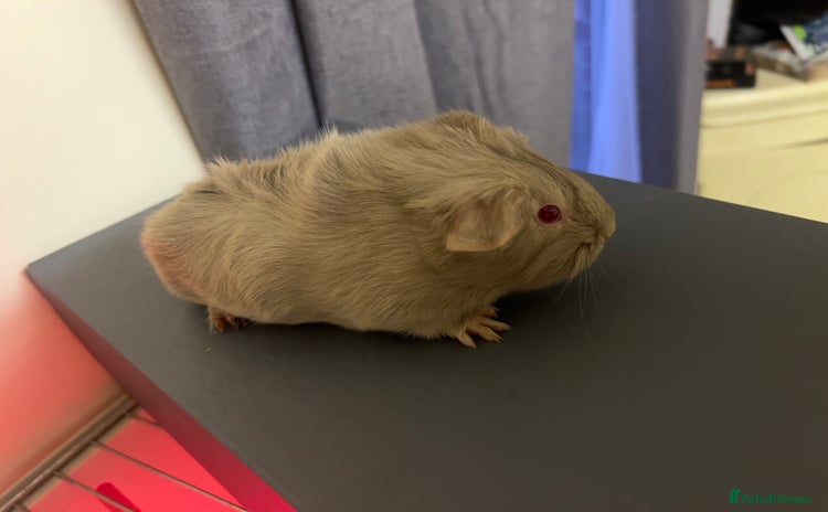 Guinea Pig rodents - Advert 1