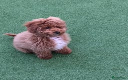 Toy Poodle dogs for stud: Toy Poodle For Stud - Image 2