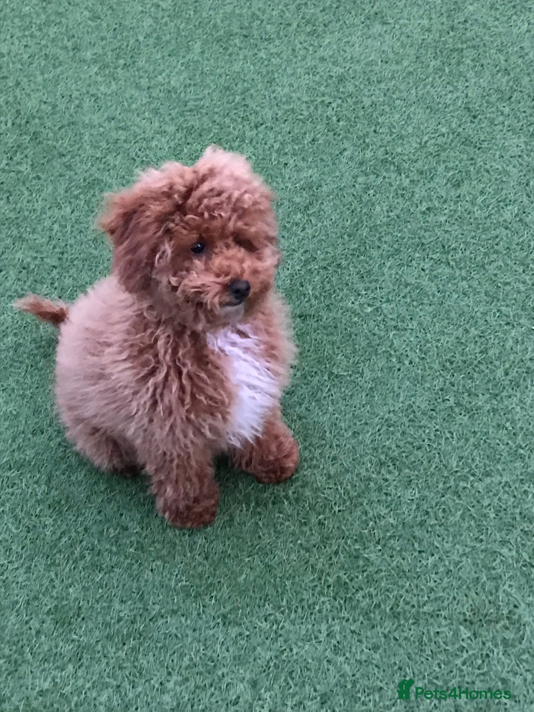 Toy Poodle dogs for stud: Toy Poodle For Stud - Image 2