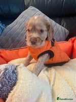 Cocker Spaniel dogs - Advert 1