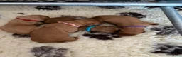 Labrador Retriever dogs for stud: FOX RED LABRADOR FOR STUD ONLY  - Advert 4