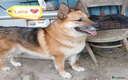 Mixed Breed dogs for adoption: ❤️🐶 LEIA- amazing 5 year-old GSD girl❤️🐶  - Image 8