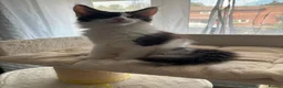Maine Coon cats for sale: Maine Coon Kittens – GCCF Registered  Boys - Advert 6