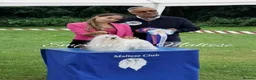 Maltese dogs for sale: Tiny KC Reg. Korean Show line puppies!  - Advert 21