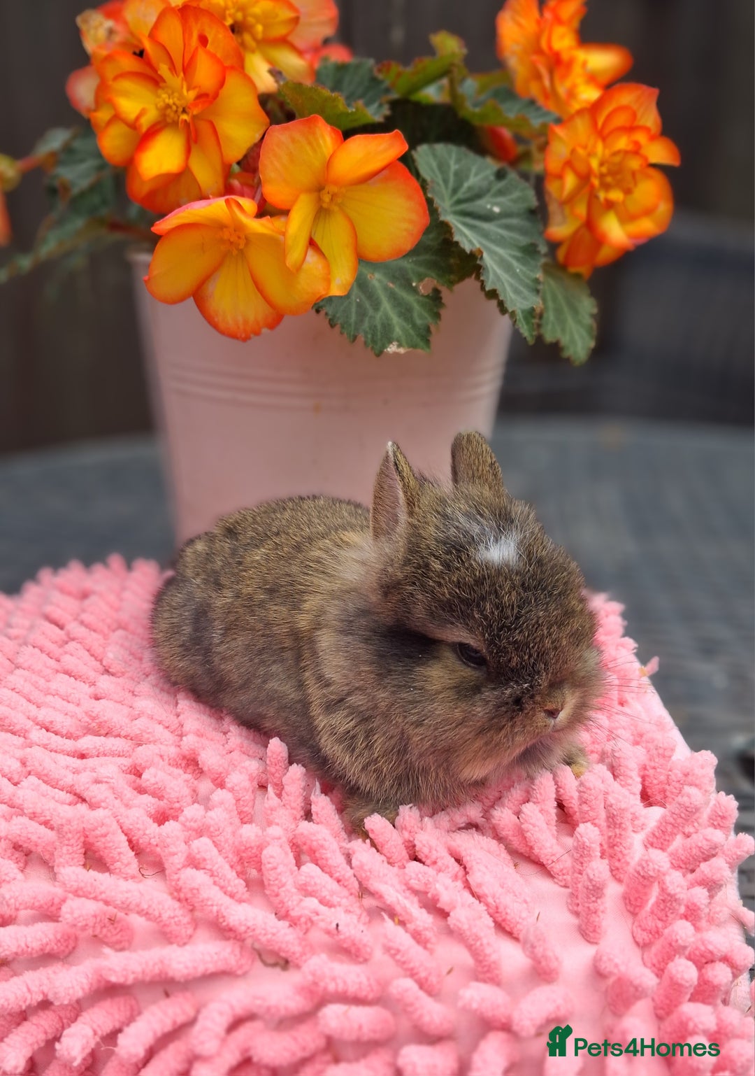 Mixed Breed rabbits for sale: Beautiful baby rabbits for sale - Image 2