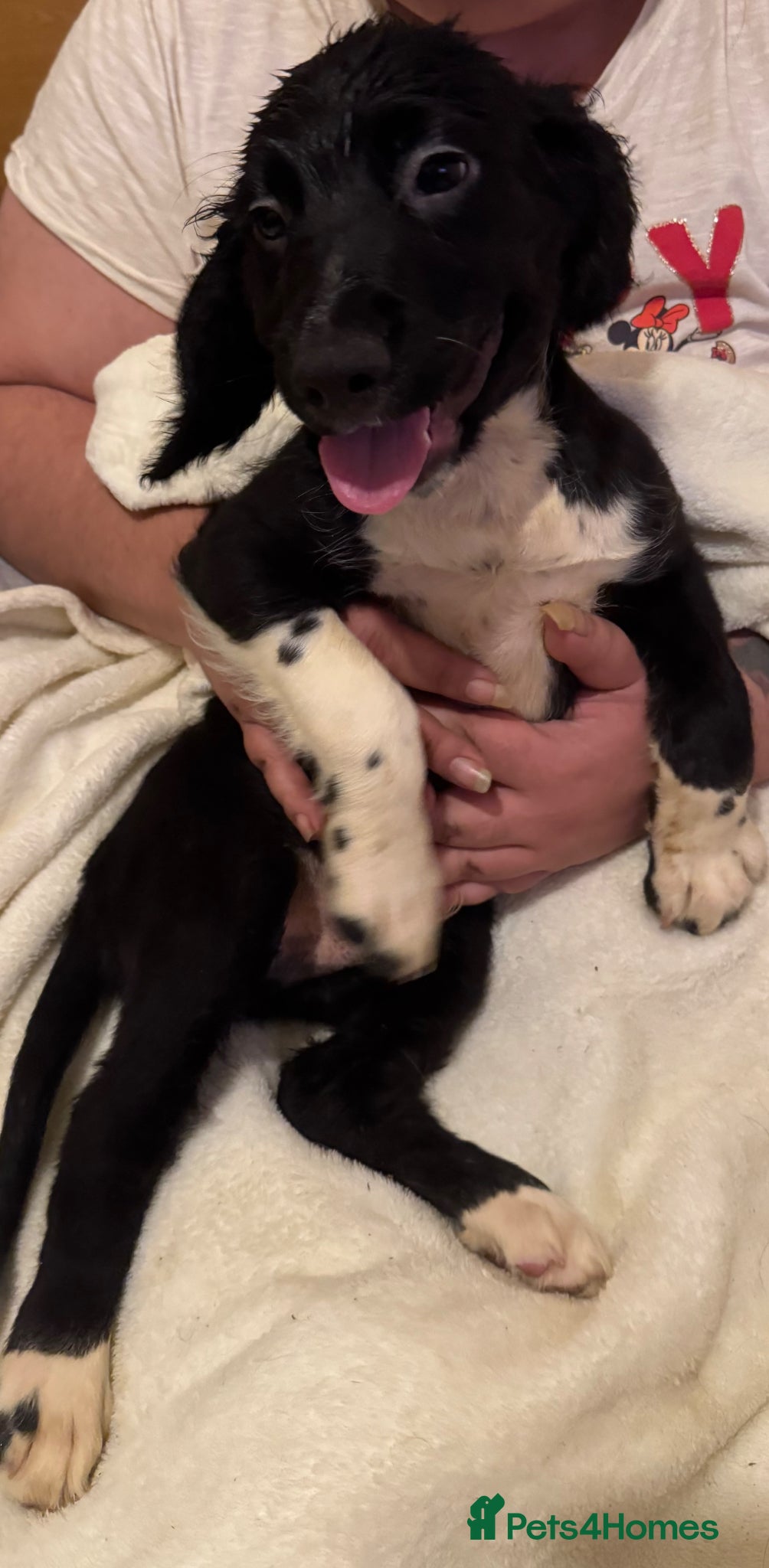 English Springer Spaniel dogs English springer spaniel puppies  - Advert 2