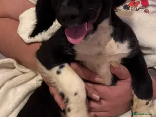English Springer Spaniel dogs English springer spaniel puppies - Advert 1