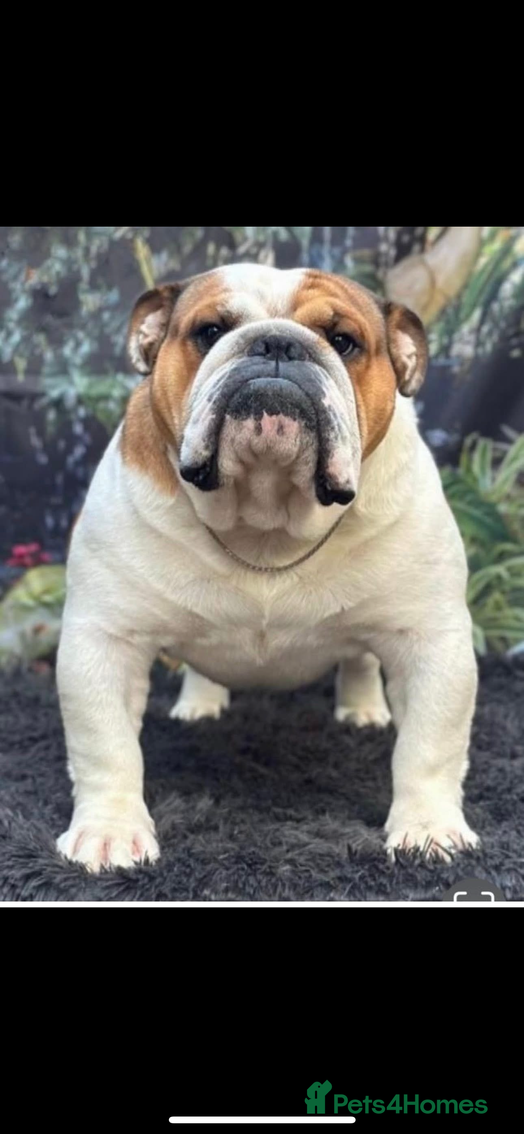 English Bulldog dogs for sale: Champion Sired KC Reg Bulldog Puppies  - Advert 22