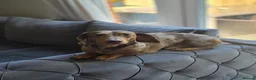 Miniature Dachshund dogs for stud: Minature dachshund dapple studd - Advert 4