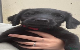 Labradoodle dogs for sale: Male Labradoodle  - Image 2