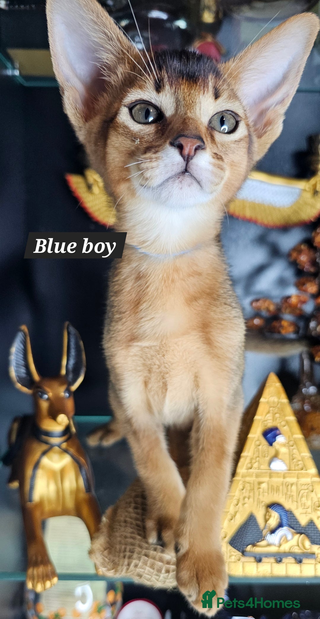 Abyssinian cats for sale: 4 Abyssinian kittens for sale - Advert 36