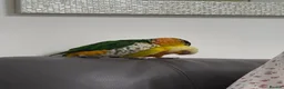 Conures birds for sale: Suncheek conure fully tame & hand reared - Advert 5