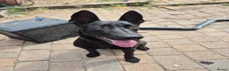 Mixed Breed dogs for sale: German/Belgian Shepherd Puppy - Advert 4