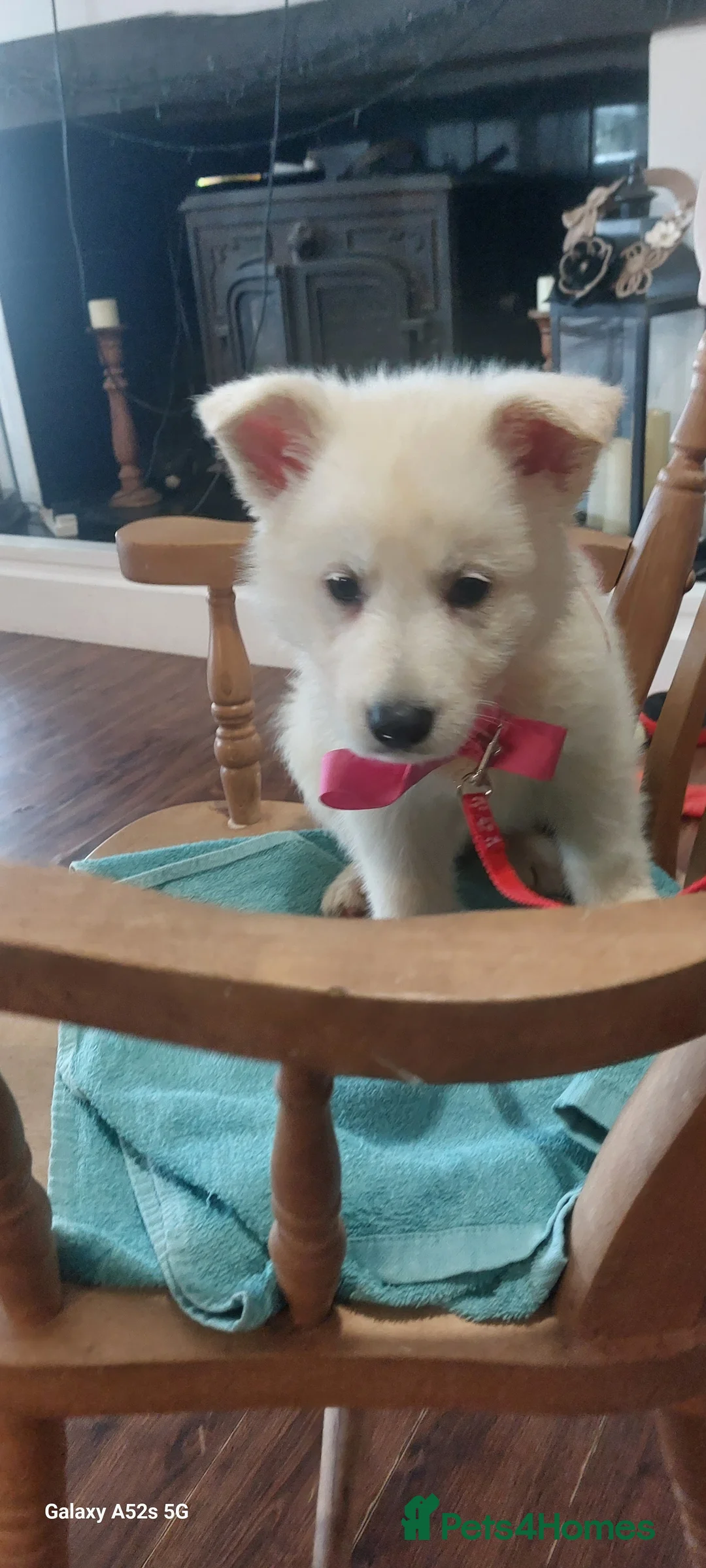 White Swiss Shepherd dogs for sale: Gorgeous white swiss shepherd puppies  - Advert 7