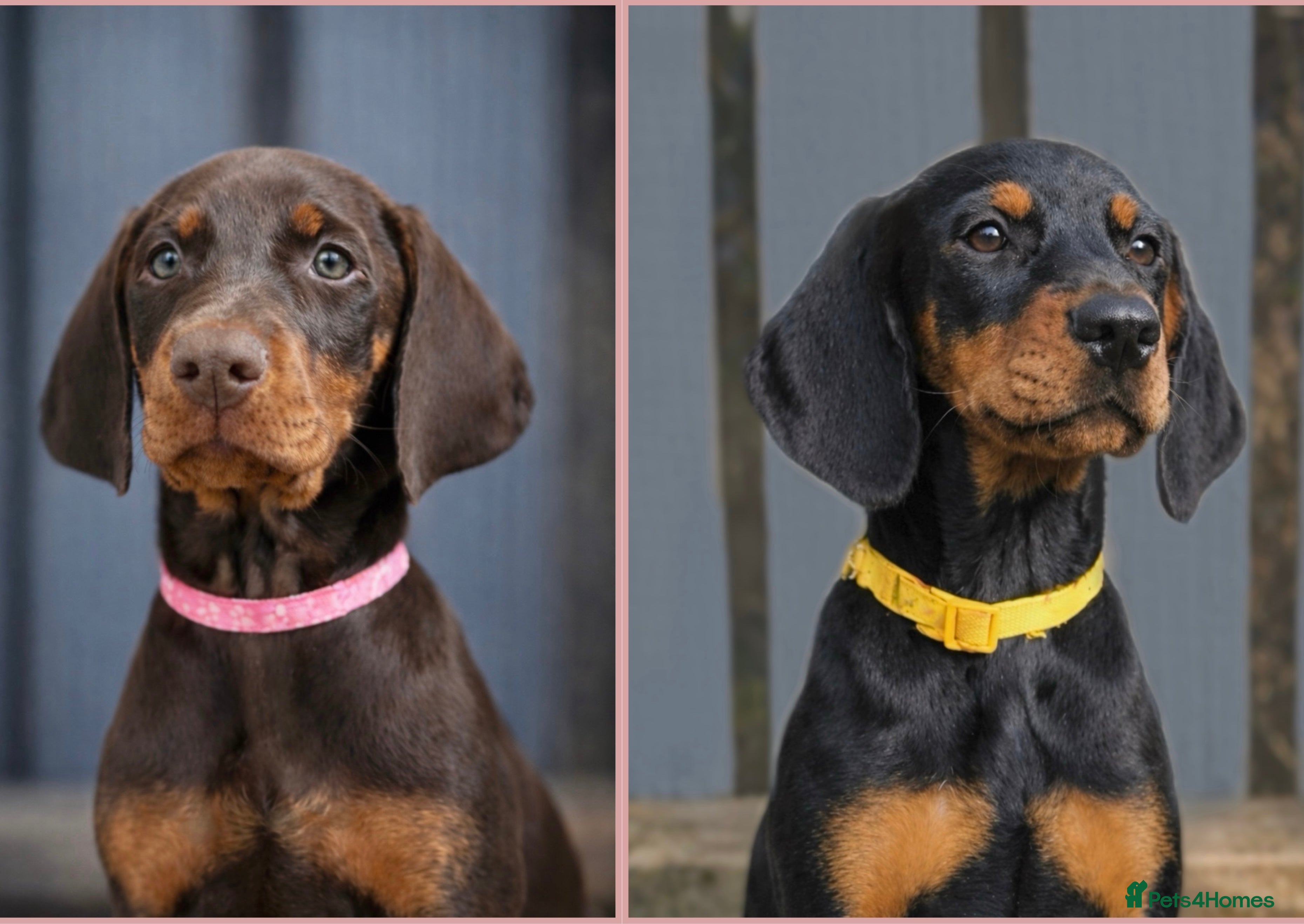 Dobermann dogs Top KC Registered Doberman Pups! 🩷 Ready NOW! 🩷 - Advert 18