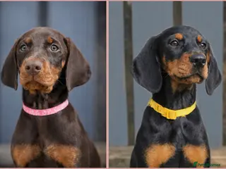 Dobermann dogs Top KC Registered Doberman Pups! 🩷 Ready NOW! 🩷 - Advert 6