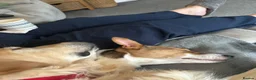 Jack Russell dogs for sale: 2 year old Cindy is looking for her forever home in Preston - Advert 12