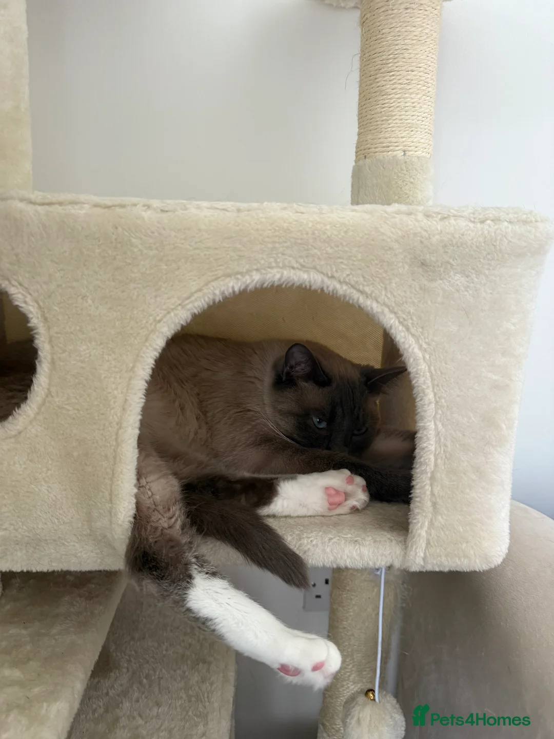 Ragdoll cats for sale: Loving Ragdoll Boy Looking For A Furrever Home - Advert 11