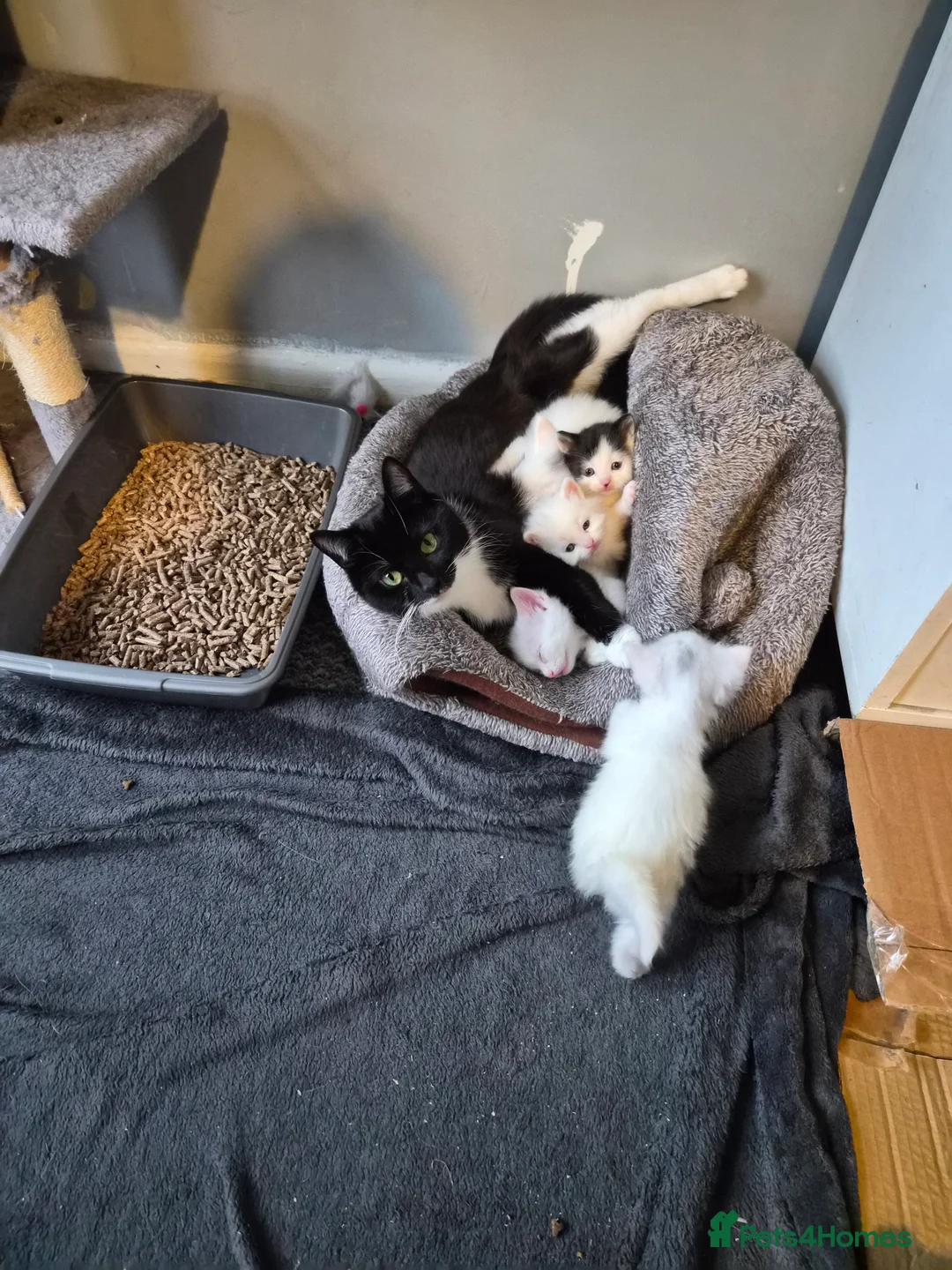 Mixed Breed cats for sale: Persian × kittens for sale - Advert 5