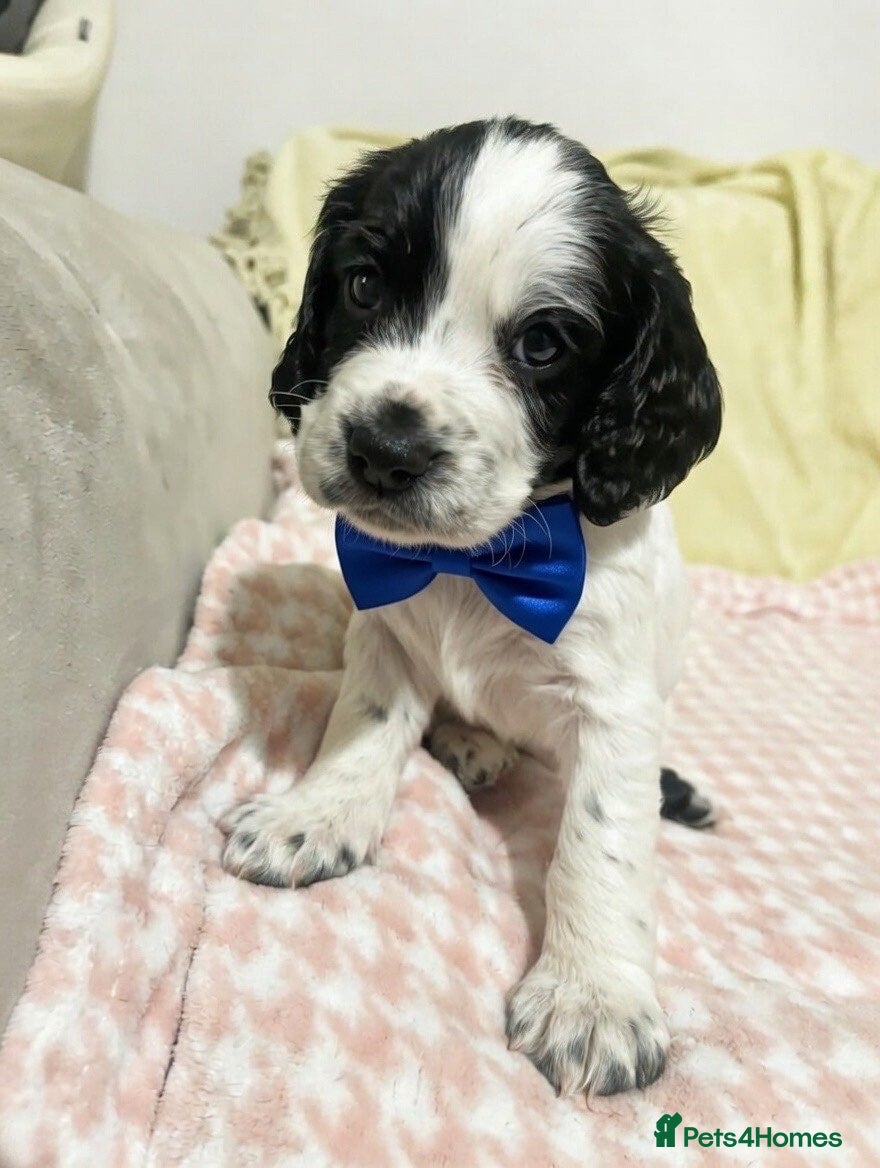 Cocker Spaniel dogs Working cocker spaniel puppies - Advert 13