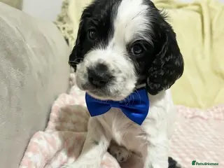 Cocker Spaniel dogs Working cocker spaniel puppies - Advert 13