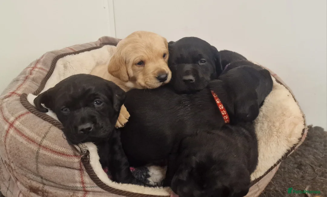 Labrador Retriever dogs for sale: Stunning KC Labrador Pups, Health tested parents  - Advert 4
