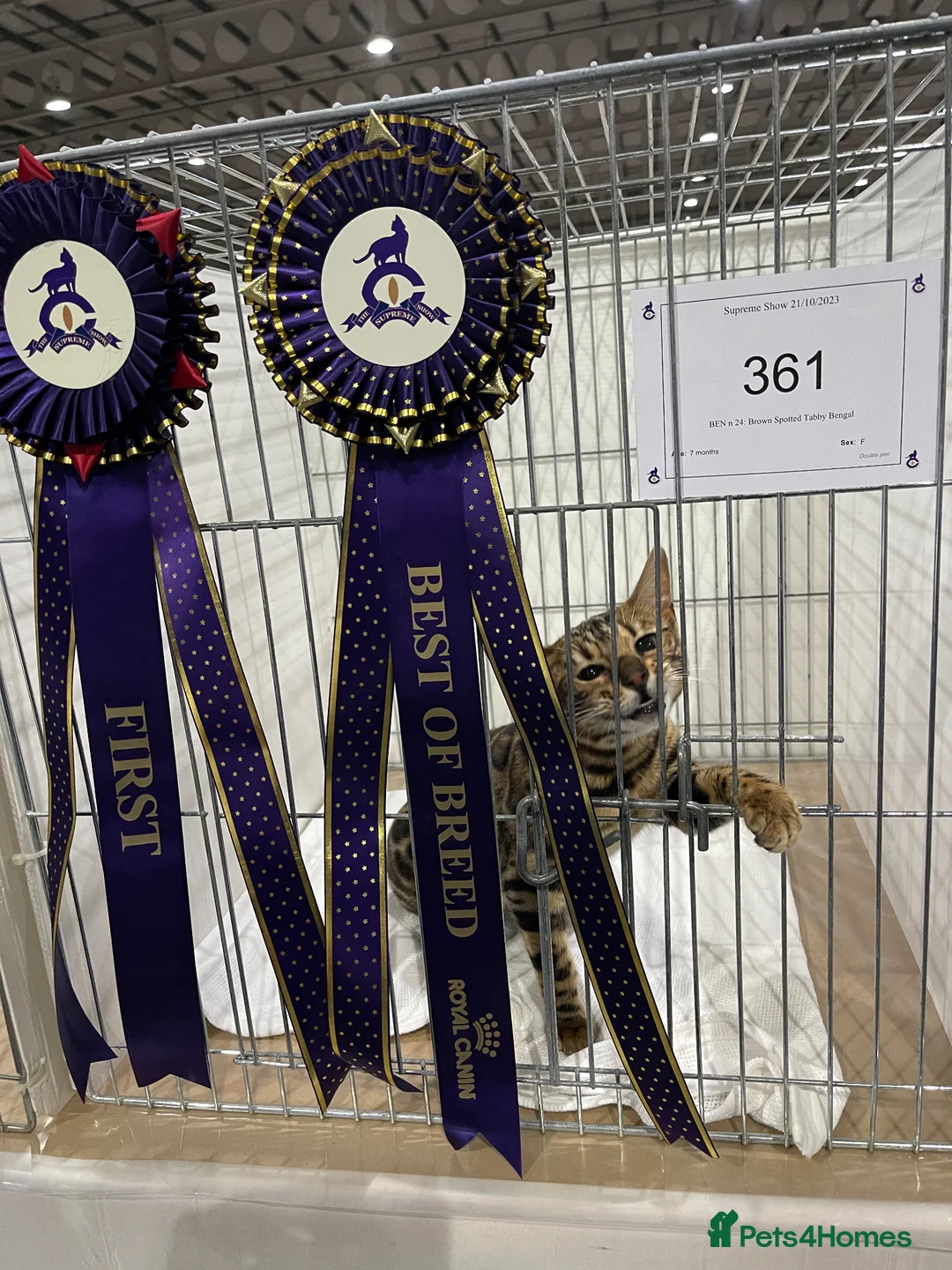 Bengal cats for sale: 🐾 Show quality GCCF Bengal Kittens for Sale 🐾 - Advert 2