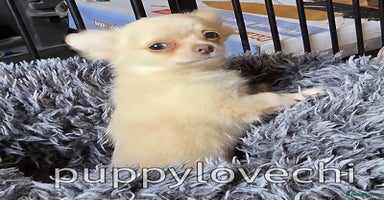 Chihuahua dogs - Advert 5