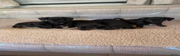 Dachshund dogs for sale: My 5 beautiful Dashound puppies - Advert 7