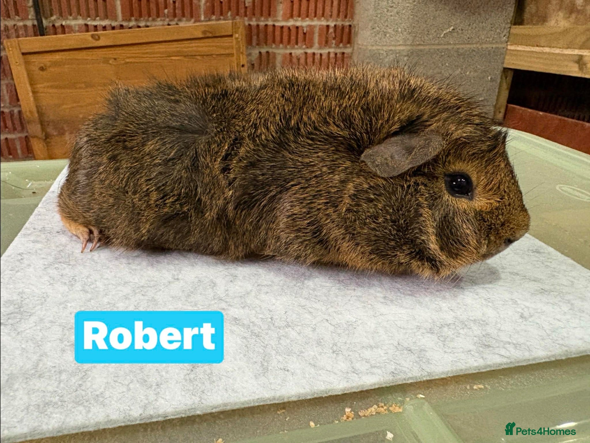 Guinea Pig rodents Male guinea pigs - mixed ages - Advert 16