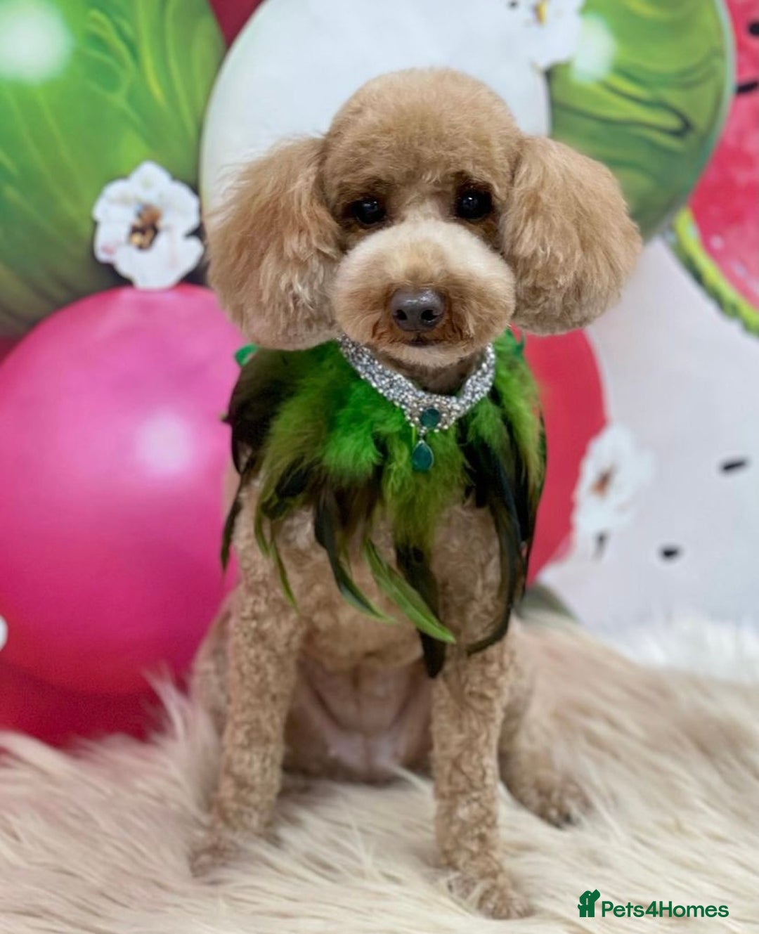 Toy Poodle dogs for sale: Fully trained red toy poodle - Image 2