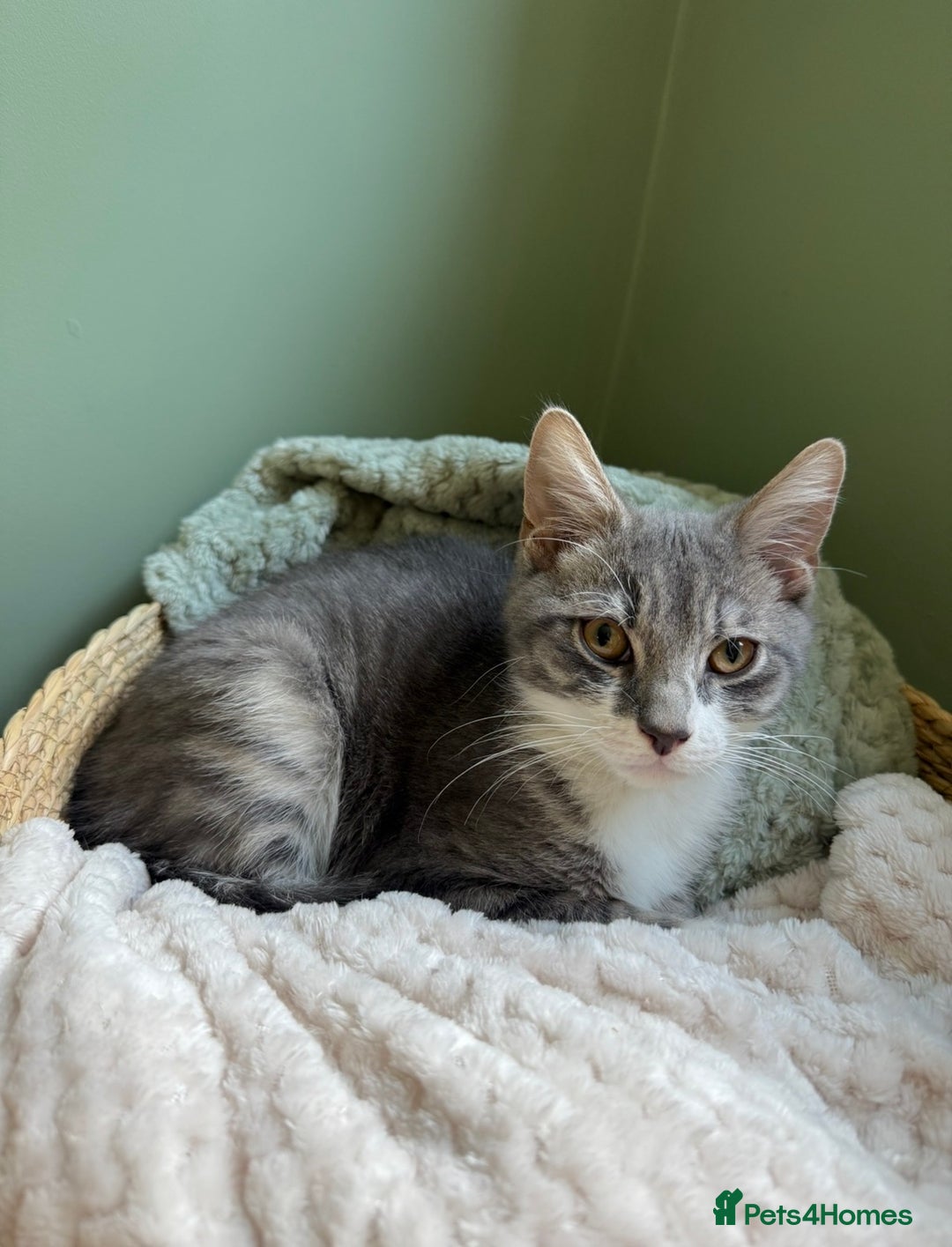 Mixed Breed cats for sale: 8 month old male cat for rehoming  - Advert 1