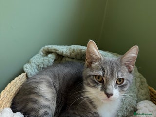 Mixed Breed cats 8 month old male cat for rehoming - Advert 1