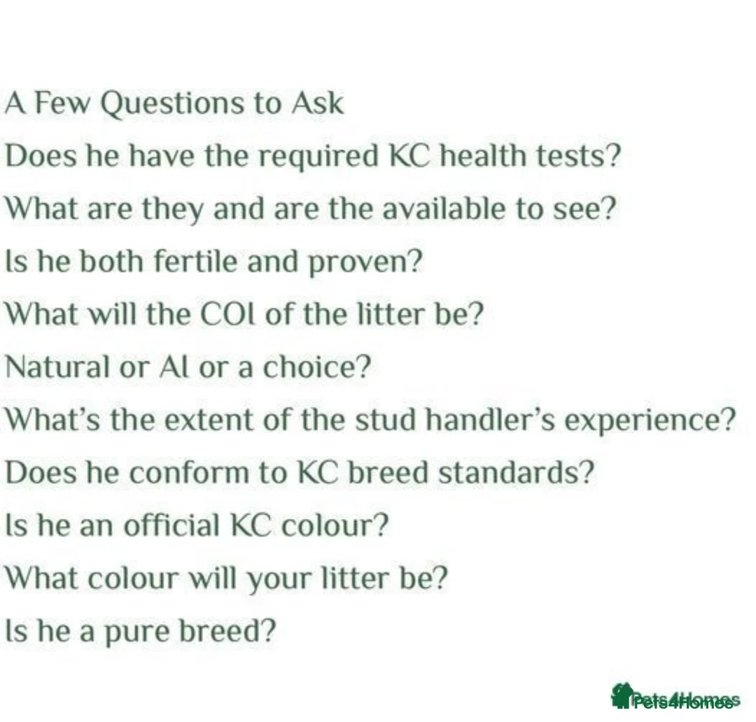 Cocker Spaniel dogs for stud: *Mungo* GOLDEN Show Cocker PEDIGREE BEST TESTED in Bradford-on-Avon - Advert 10