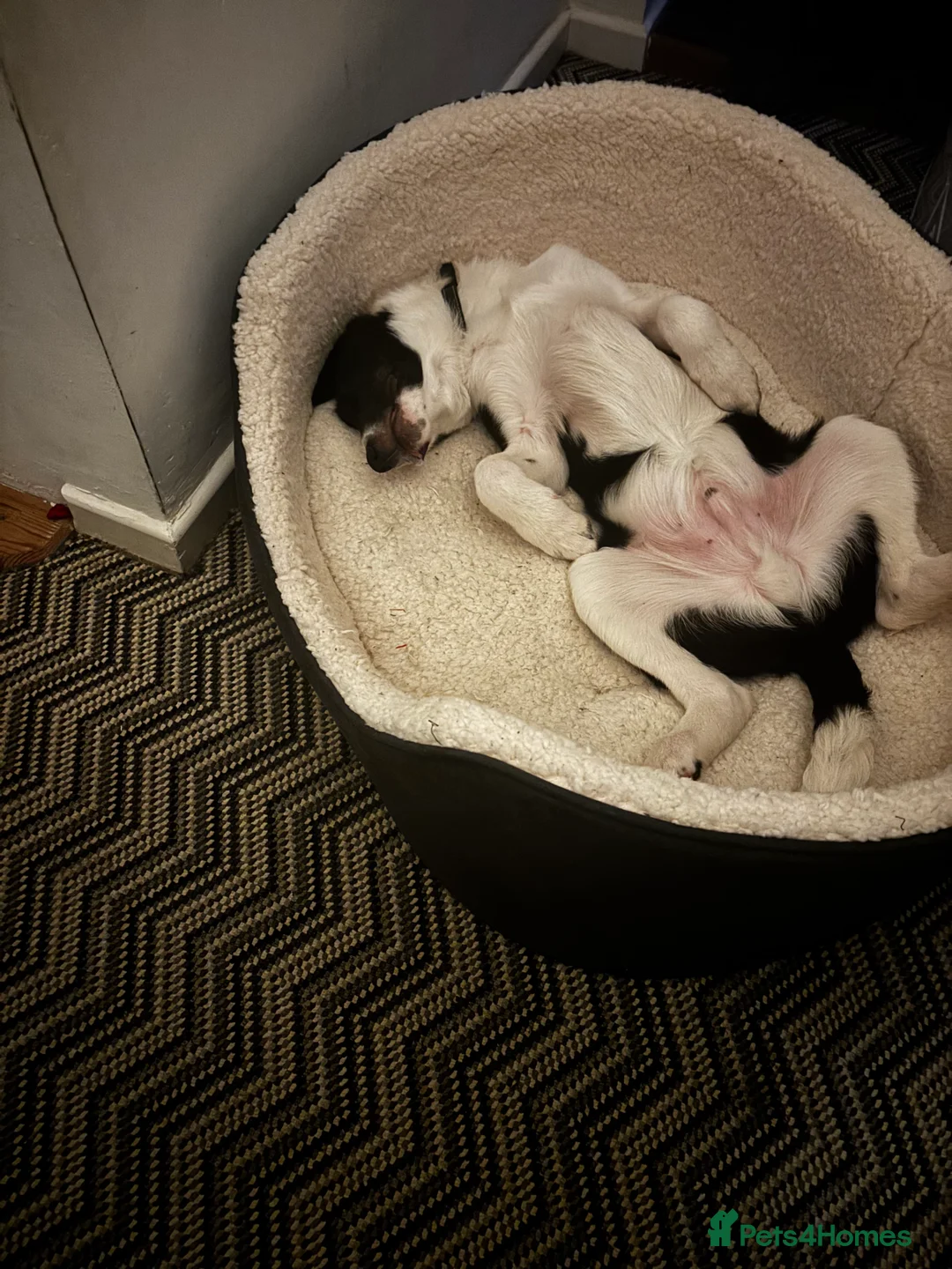 Border Collie dogs for sale: Loveable jet - Advert 2